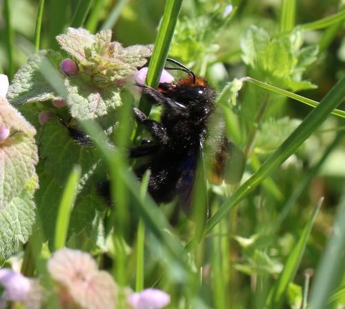 Xylocopa violacea